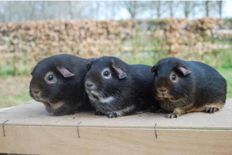 Fokkerijdag (Tan, lux, otter en zilvervos)  5 oktober 2019