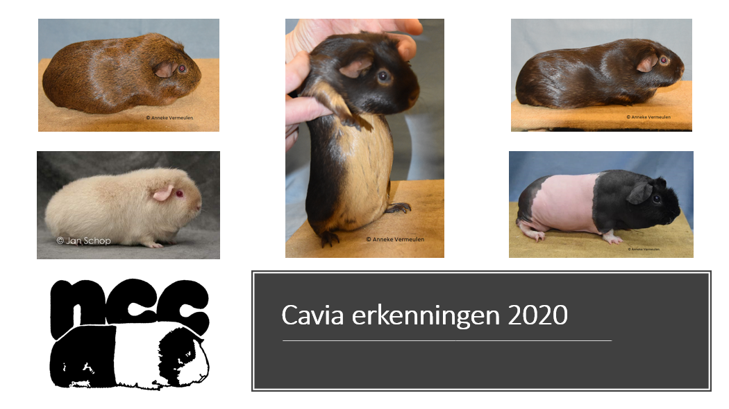 Resultaat erkenningen cavia’s 2020