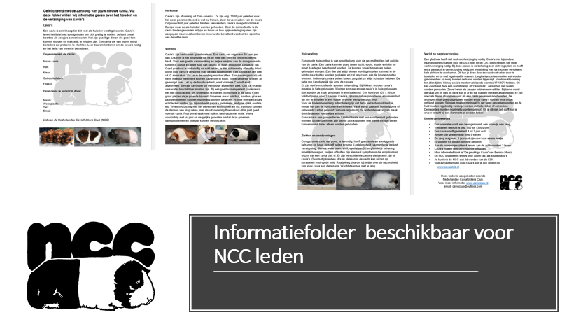 Informatiefolder beschikbaar voor NCC leden t.b.v. nieuwe cavia eigenaren/liefhebbers.