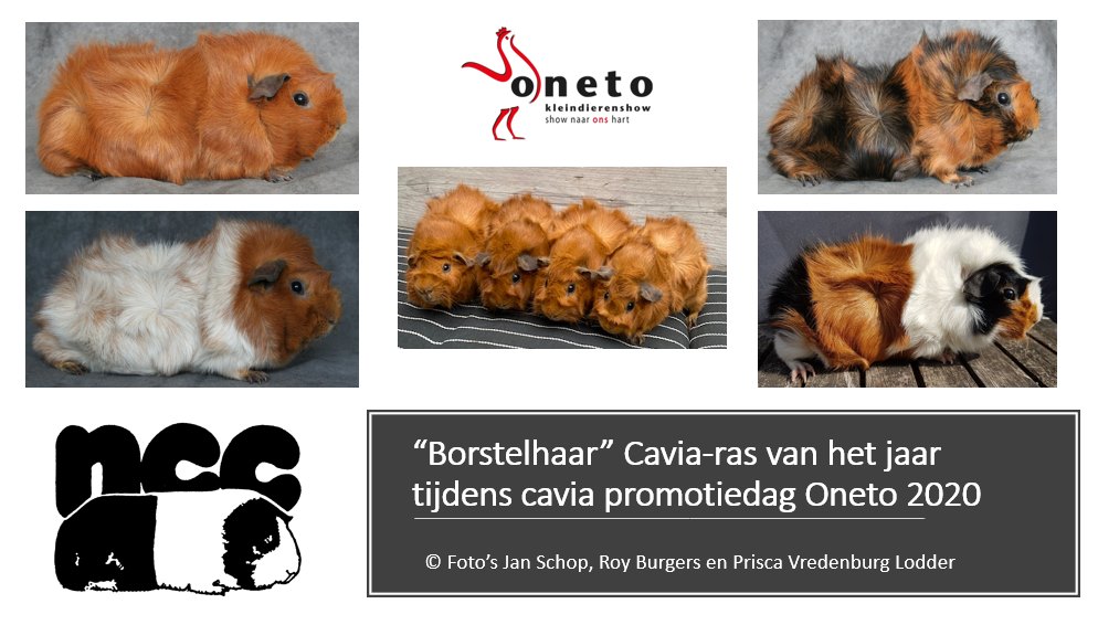 “Borstelhaar” Cavia-ras van het jaar tijdens cavia promotiedag Oneto 2020