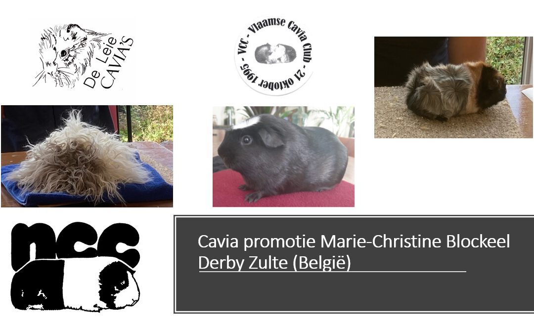 Cavia promotie tijdens Marie-Christine Blockeel Derby Zulte (België)