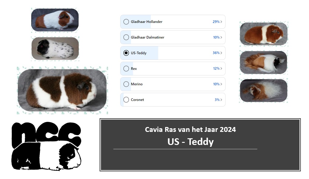 Cavia liefhebbend Nederland heeft het Cavia “Ras van het Jaar” 2024 gekozen