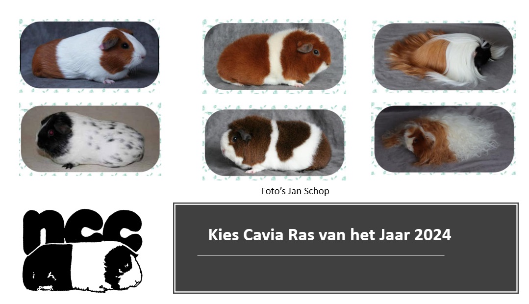 Kies het Cavia “Ras van het jaar 2024”.