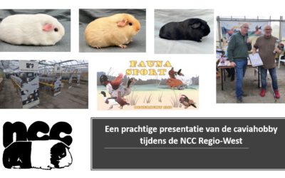 Een prachtige presentatie van de caviahobby tijdens de NCC Regio-West Tentoonstelling in Oostvoorne