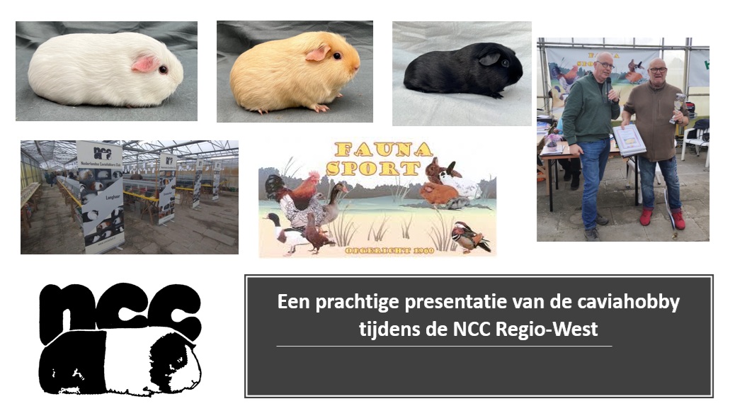 Een prachtige presentatie van de caviahobby tijdens de NCC Regio-West Tentoonstelling in Oostvoorne